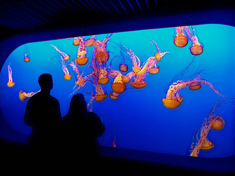 Jellyfish at Monterey Bay Aquarium (California)